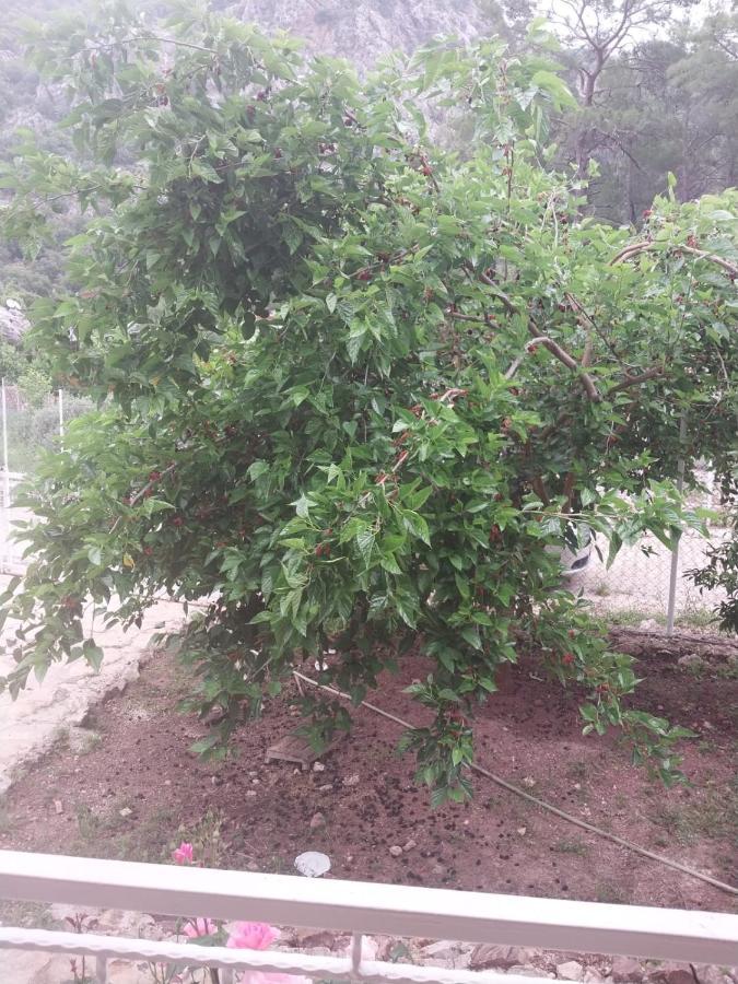 Village Garden Pansiyon Antália Exterior foto